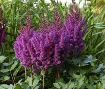 Астильба китайская Пёрпл Рейн (Astilbe chinensis 'Purple Rain')