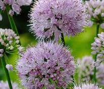 Лук Саммер Бьюти (Allium 'Summer Beauty')
