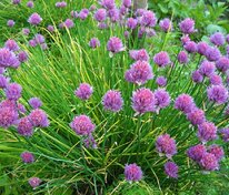 Лук шнитт (Allium schoenoprasum)