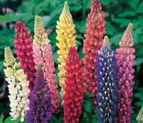Люпин многолистный Рассел Стрейн (Lupinus polyphyllus 'Russell Strain')