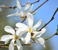 Магнолия Кобус (Magnolia kobus)