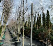 Магнолия лилиецветная Бетти (Magnolia liliiflora 'Betty')