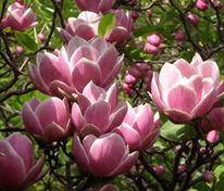Магнолия суланжа (Magnolia x soulangeana)