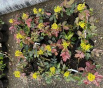 Магония Аполло (Mahonia aquifolium 'Apollo')