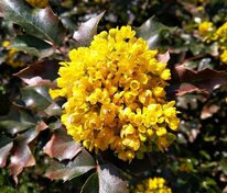 Магония падуболистная (Mahonia aquifolium) Nutt