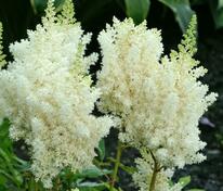 Астильба китайская Вижнс ин Вайт (Astilbe chinensis 'Visions in White')