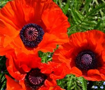 Мак восточный (Papaver orientale)