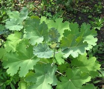 Маклея сердцевидная (Macleaya cordata)