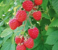 Малина Глен Ампл (Rubus idaeus 'Glen Ample')
