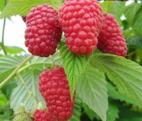 Малина Гусар (Rubus idaeus 'Gusar')