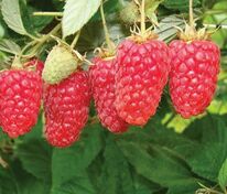 Малина Лячка (Rubus idaeus 'Laszka')