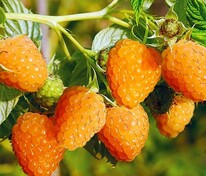 Малина Оранжевое чудо (Rubus idaeus 'Oranzhevoe Chudo')