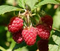 Малина Полька (Rubus idaeus 'Polka')