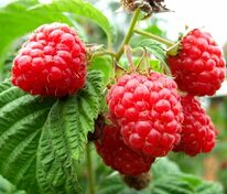 Малина обыкновенная Скромница (Rubus idaeus 'Skromnitsa')