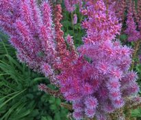 Астильба китайская Пурпуркерц (Astilbe chinensis 'Purpurkerze')