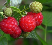 Малина Солнышко (Rubus idaeus 'Solnyshko')