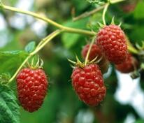 Малина Таруса (Rubus idaeus 'Tarusa')