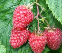 Малина Феномен (Rubus idaeus 'Fenomen')