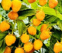 Малина желтоплодная Беглянка (Rubus idaeus 'Beglyanka')