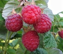Малина Метеор (Rubus idaeus 'Meteor')
