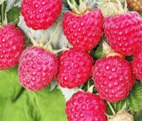 Малина Пересвет (Rubus idaeus 'Peresvet')