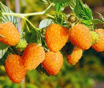 Малина ремонтантная Золотые купола (Rubus idaeus 'Zolotye Kupola')