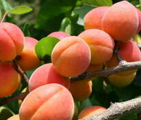 Абрикос Успех (Prunus armeniaca 'Uspekh')