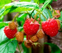 Малина ремонтантная Полана (Rubus idaeus 'Polana')