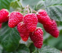 Малина Спутница (Rubus idaeus 'Sputnitsa')