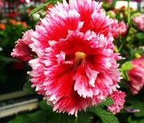 Мальва розовая Фиеста Тайм (Alcea rosea 'Fiesta Time')