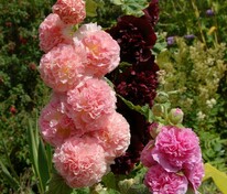 Мальва розовая Чатерс Дабл (Alcea rosea 'Chater\'s Double') mix