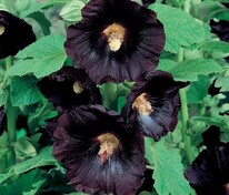 Мальва розовая Нигра (Alcea rosea 'Nigra')