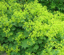 Манжетка мягкая (Alchemilla mollis)