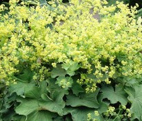 Манжетка мягкая Робустика (Alchemilla mollis 'Robustica')