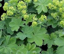 Манжетка шелковистая (Alchemilla sericata)
