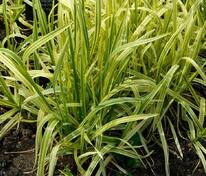 Манник большой Вариегата (Glyceria maxima 'Variegata')