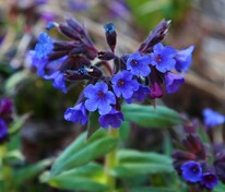 Медуница (Pulmonaria)