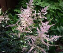 Астильба простолистная Хенни Графланд (Astilbe simplicifolia 'Hennie Graafland')