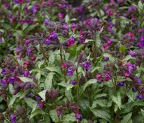 Медуница длиннолистная Диана Клэр (Pulmonaria longifolia 'Diana Clare')