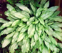 Медуница длиннолистная Самурай (Pulmonaria longifolia 'Samurai')