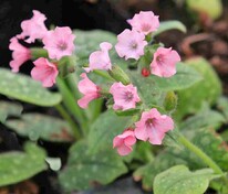 Медуница сахарная Дора Билефельд (Pulmonaria saccharata 'Dora Bielefeld')