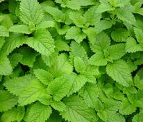 Мелисса лекарственная (Melissa officinalis)