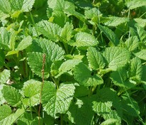 Мелисса лекарственная Царицинская (Melissa officinalis 'Tsaritsinskaya')
