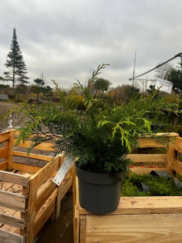 Микробиота перекрёстнопарная (Microbiota decussata)