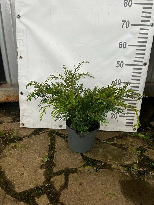 Микробиота перекрёстнопарная (Microbiota decussata)