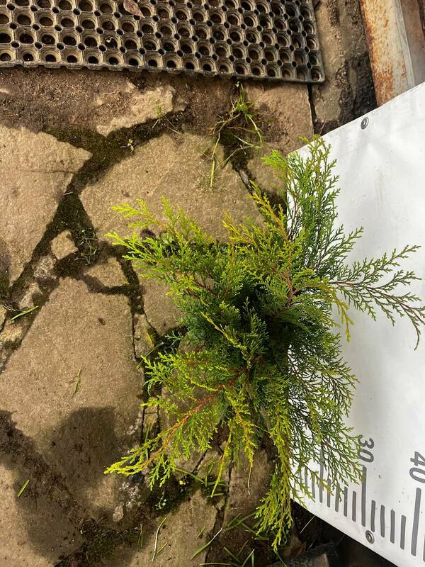 Микробиота перекрёстнопарная (Microbiota decussata)