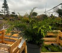 Микробиота