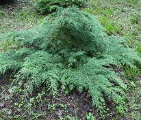 Микробиота Якобсен (Microbiota decussata 'Jakobsen')