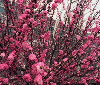 Миндаль декоративный Розовый шар (Prunus triloba 'Rozovyi Shar')