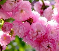 Миндаль трехлопастный (Prunus triloba)